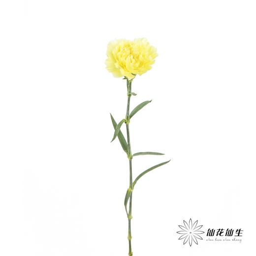 单头康乃馨 | 自由 商品图3