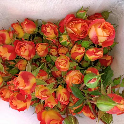 昆明玫瑰狂欢泡泡多头10支扎cd级