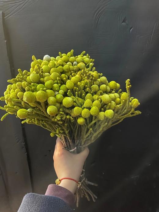 进口花-南非-银色珊瑚-10枝/扎 商品图4