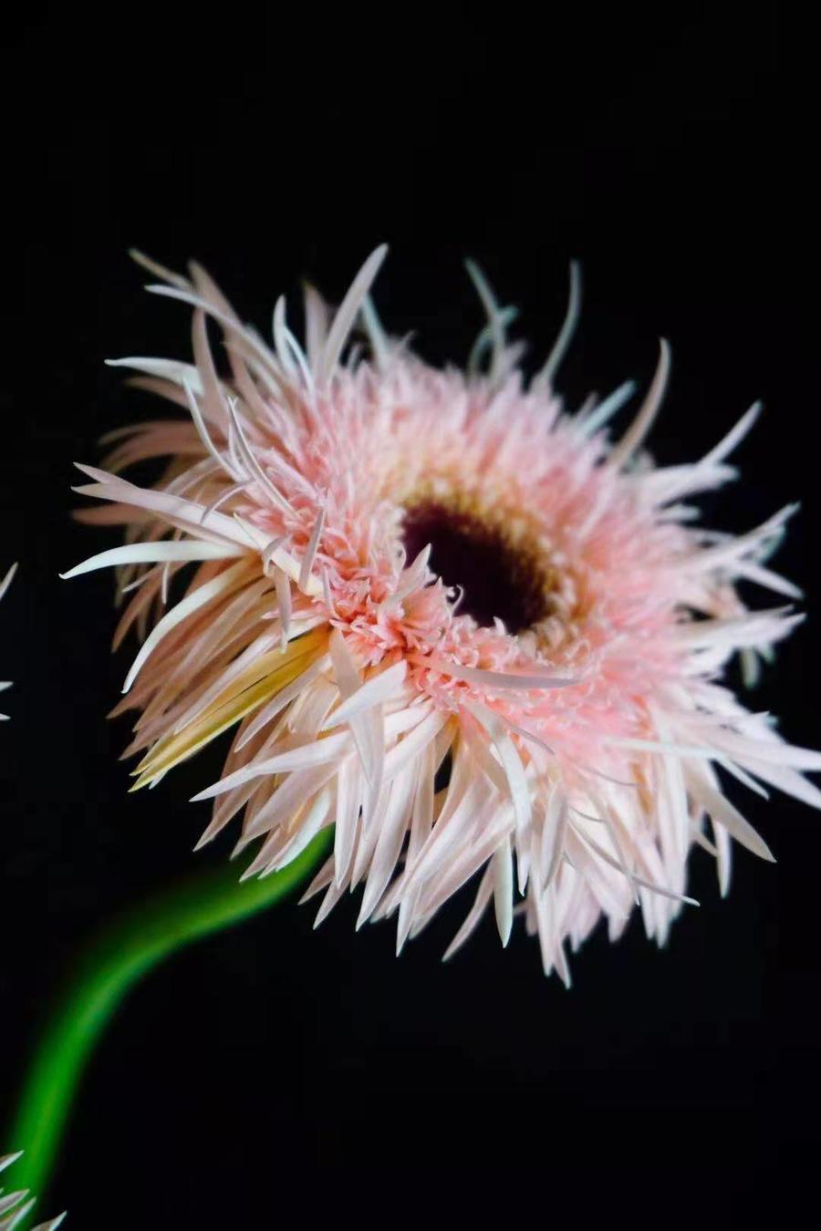 【读本鲜花】拉丝非洲菊10支36元中通包邮(粉色)