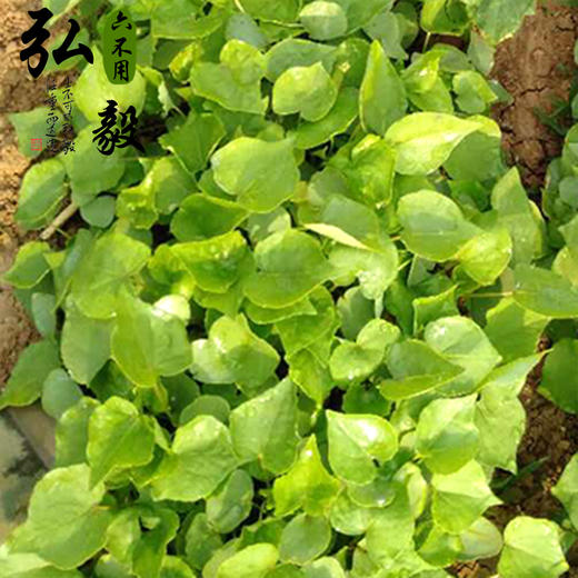 【弘毅六不用生态农场】荞麦籽粒，老品种   山东包邮 一斤/份 商品图2