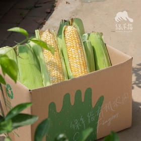 生态甜玉米团购 | 绿家自产*Eco-sweet corn | Self-production