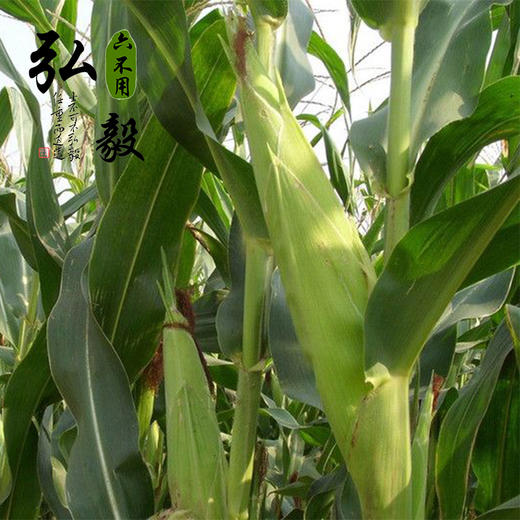 【弘毅六不用生态农场】六不用东陵白玉米碴 1斤/份 三份包邮 商品图3