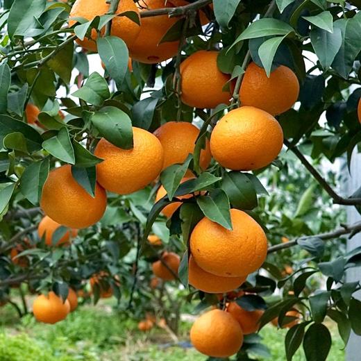 【仅限江浙沪包邮】象山红美人柑橘（核心产区直发、27日快递停发） 商品图2