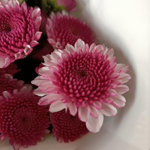 【精品小菊】布鲁诺粉 10支/扎 商品图4