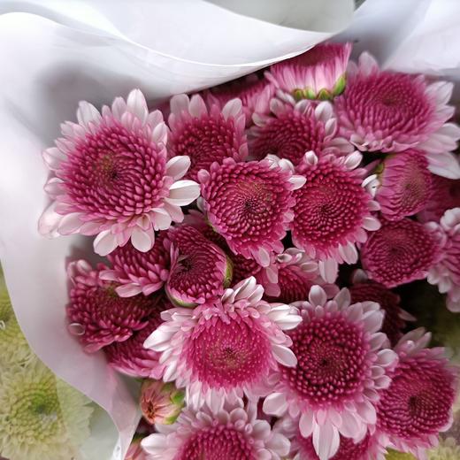 【精品小菊】布鲁诺粉 10支/扎 商品图5