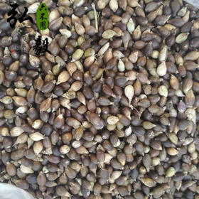 【弘毅六不用生态农场】 薏米籽粒  可留种 250g/份