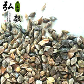 【弘毅六不用生态农场】荞麦籽粒，老品种   山东包邮 一斤/份