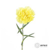 单头康乃馨 | 自由 商品缩略图2
