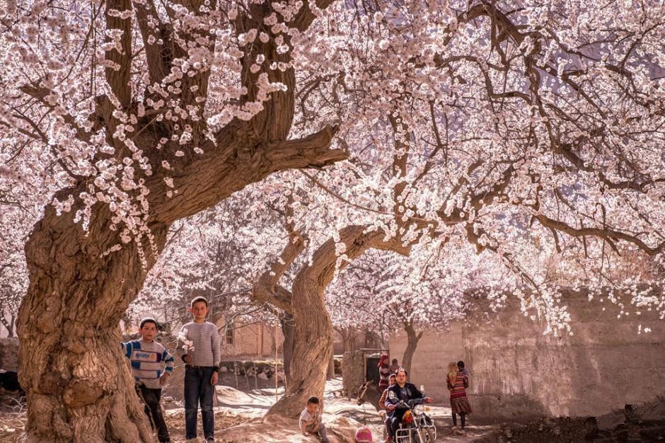 【越野车】南疆昆仑山腹地杏花丨穿越塔莎古道、杏花村、塔尔乡、大小同乡、盘龙古道、中国西极、慕士塔格峰、卡拉库里湖11天摄影团