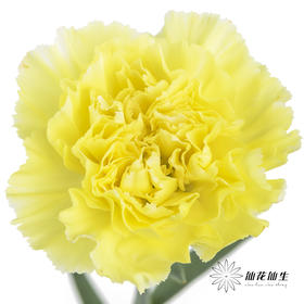 单头康乃馨 | 自由