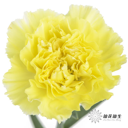 单头康乃馨 | 自由 商品图0