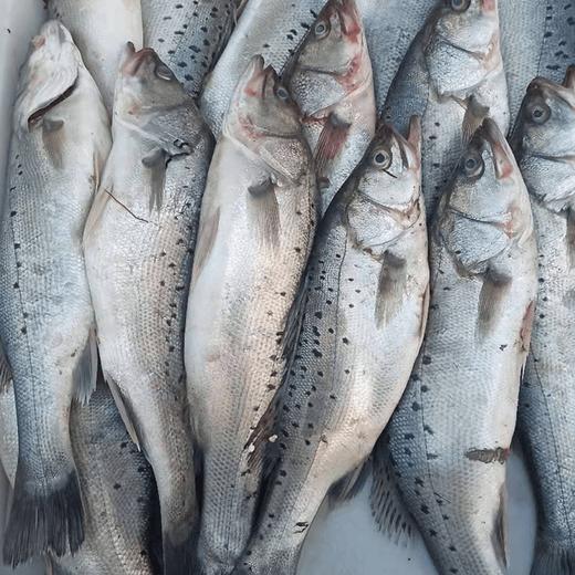 交流岛野生新鲜鲈鱼5斤装,4~6两左右/条,当地渔船捕捞,下船即刻发货