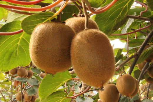 陕西徐香猕猴桃5斤 商品图2