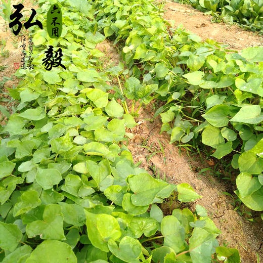 【弘毅六不用生态农场】荞麦籽粒，老品种   山东包邮 一斤/份 商品图3