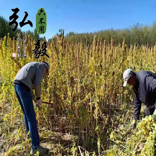 【弘毅六不用生态农场】六不用 白藜麦 熬粥 蒸饭 1斤/份 商品图4