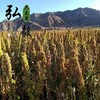 【弘毅六不用生态农场】六不用 白藜麦 熬粥 蒸饭 1斤/份 商品缩略图3