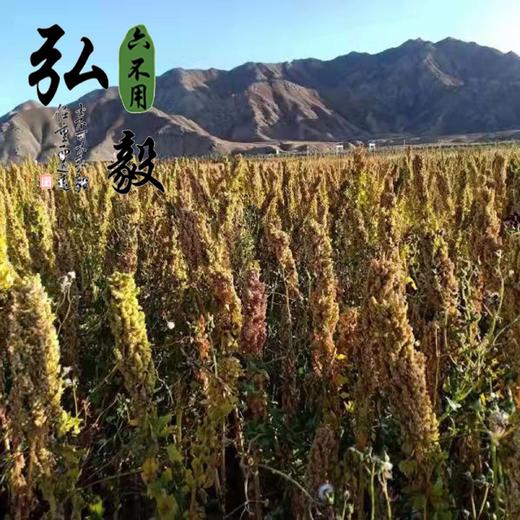 【弘毅六不用生态农场】六不用 白藜麦 熬粥 蒸饭 1斤/份 商品图3