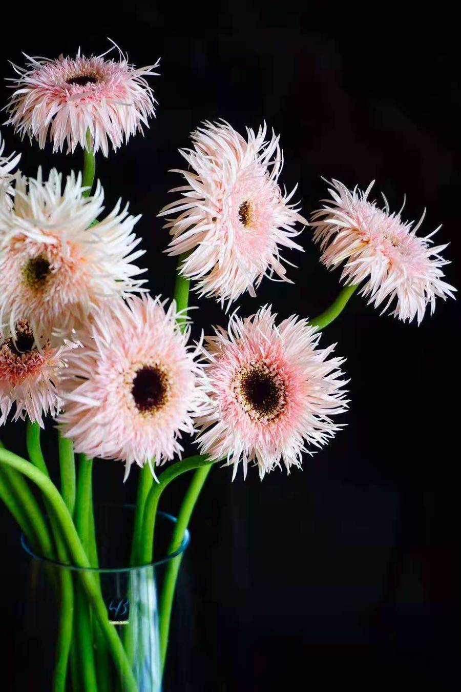 【读本鲜花】拉丝非洲菊10支36元中通包邮(粉色)