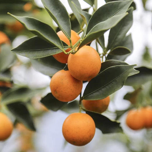 【劲爽带皮吃】正宗广西融安金桔 滑皮&脆蜜 超大颗 无酸无涩 甜脆爽口 细腻清脆 商品图5