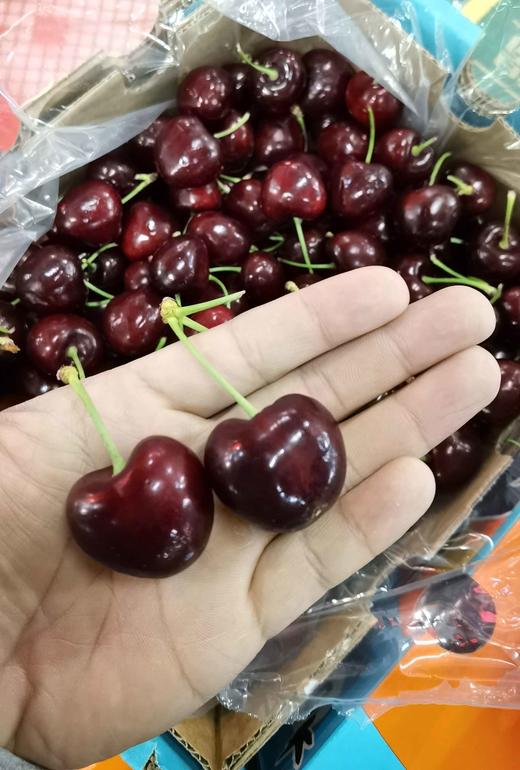 智利pd车厘子3jd5斤