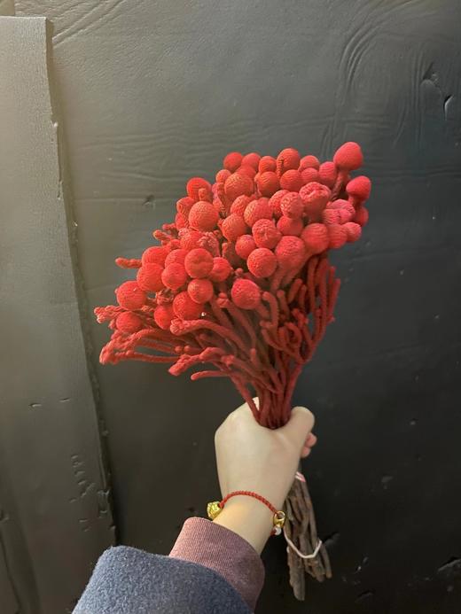 进口花-南非-银色珊瑚-10枝/扎 商品图3