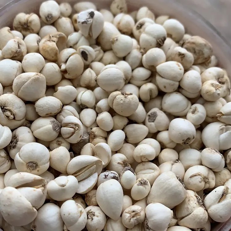 新货【阿坝金川纯野生川贝】2-3颗磨粉，冲泡，功效好，家里常囤品