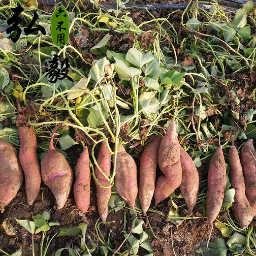 【弘毅六不用生态农场】六不用红薯淀粉250g/份 商品图1