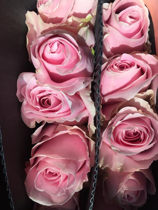 方德玫瑰嘉荷娇兰10支扎75公分