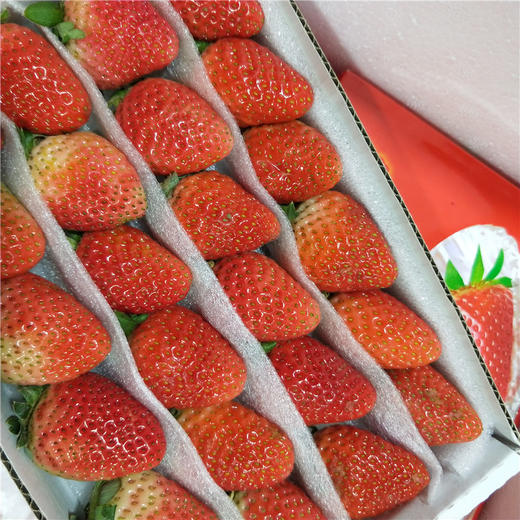 云南双流草莓 商品图3