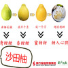 【全国包邮】广东梅州金柚------梅州沙田柚（72小时内发货） 商品缩略图3