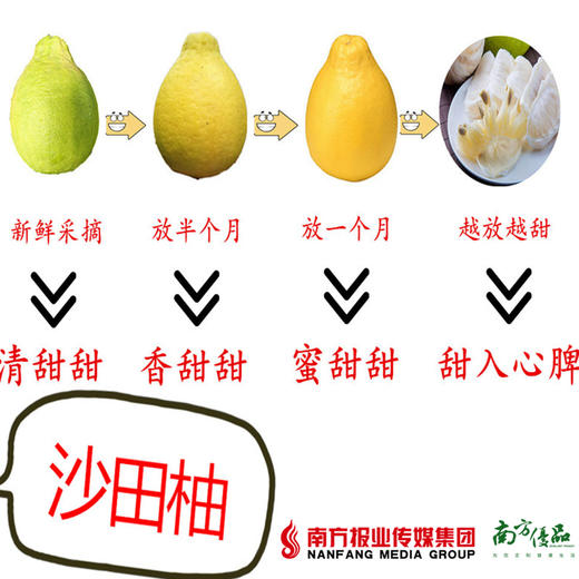 【全国包邮】广东梅州金柚------梅州沙田柚（72小时内发货） 商品图3