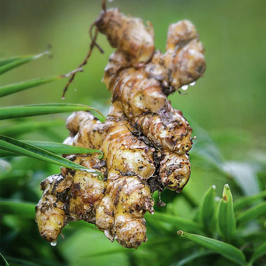 安顺关岭坡贡小黄姜3斤装全国包邮部分地区不发货品种优姜味浓