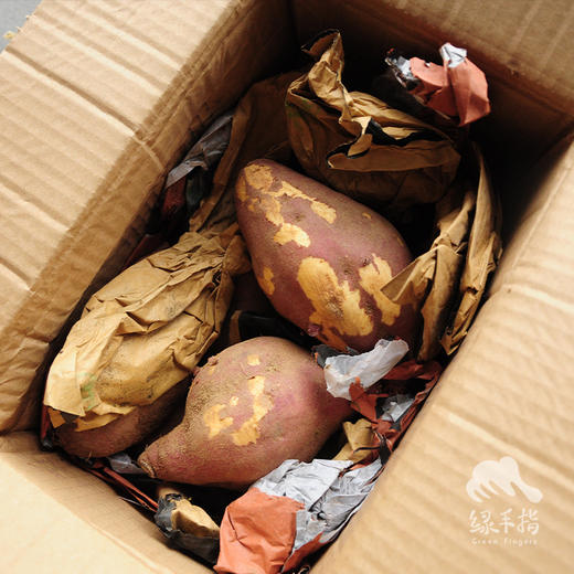 有机河南红薯（中通，品种新香）  | 合作生产 *Organic sweet potato | Coproduction 商品图3