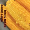 绿色食品~【绿塔玉米-黏糯香甜】10根/20根，软糯飘香 商品缩略图6