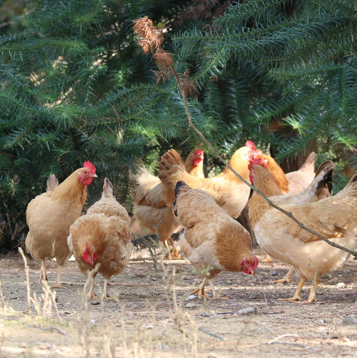 义箪稻粱有机散养鸡土鸡约2斤 商品图2