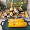 绿色食品~【绿塔玉米-黏糯香甜】10根/20根，软糯飘香 商品缩略图4