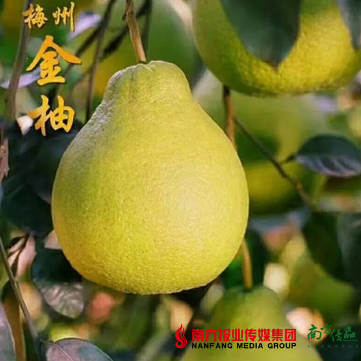 【全国包邮】广东梅州金柚------梅州沙田柚（72小时内发货） 商品图0