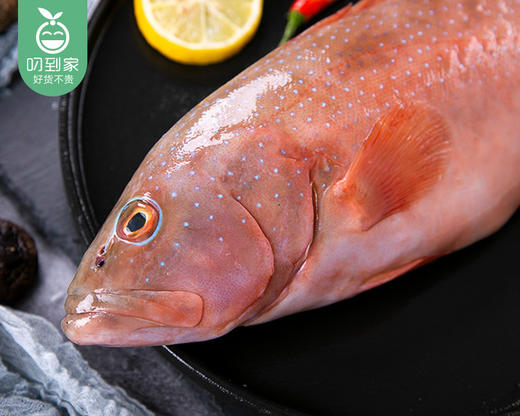 活冻野生东星斑(没杀)/1条(400-450g)