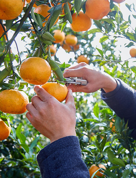 清江椪柑 酸甜口感  汁多味浓 果肉细嫩 颗粒饱满 带箱14斤/12斤装 商品图9