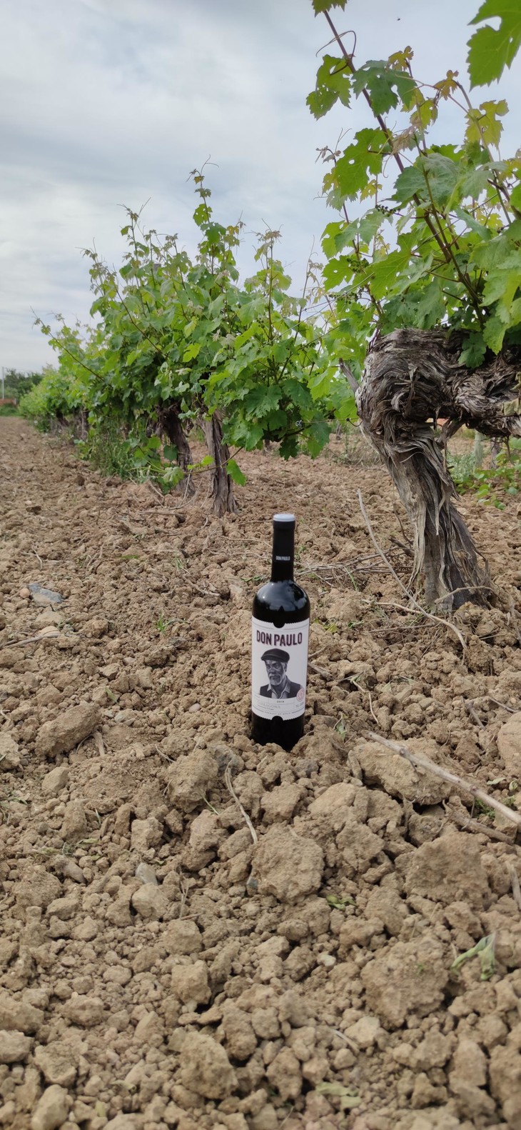 【年货满减】【巴塞罗那明星庄】多萨庄主大爷干红6支