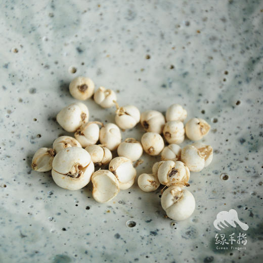 野生川贝母（松贝） | 合作生产*Wild Fritillaria thunbergii| Partner Production 商品图0