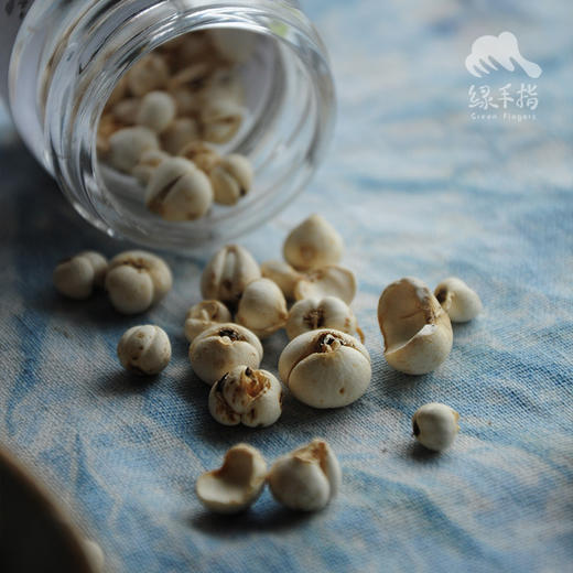 野生川贝母（松贝） | 合作生产*Wild Fritillaria thunbergii| Partner Production 商品图2