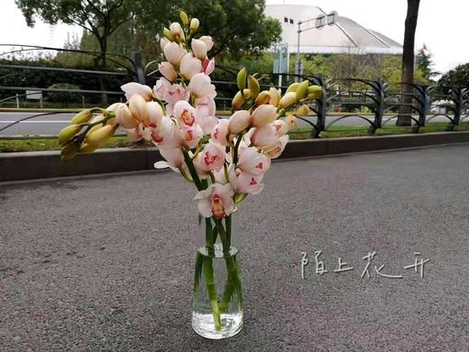 配花-大花蕙兰-粉色-1支 商品图0