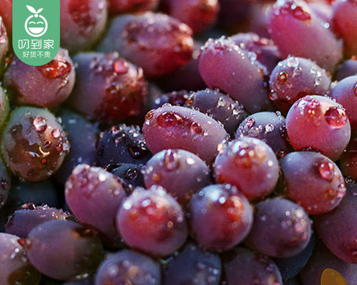 云南茉莉香无籽提/1盒（约500g±50g） 商品图3