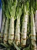 莴笋（500g）红/白莴笋，新上来的莴笋有点细但很香哦~ 商品缩略图4