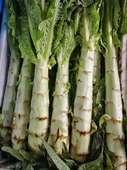 莴笋（500g）红/白莴笋，新上来的莴笋有点细但很香哦~ 商品图4