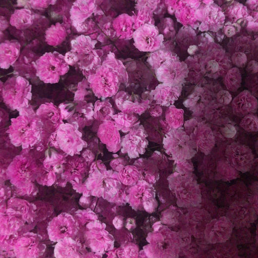 吸色彩星 桃红 A级 商品图0