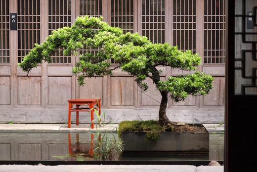 红桥红  家具严选  缅甸花梨（大果紫檀）  【38 瓜棱腿 方凳】 商品图0