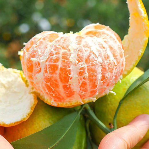 助农丨湖北宜都青皮蜜桔皮薄易剥新鲜应季水果酸甜可口产地直发